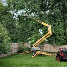 Best Tree Preservation Services  in Diberville, MS